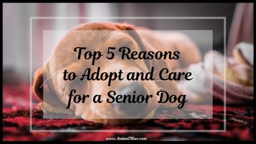 Top 5 Reasons to Adopt and Care for a Senior Dog
