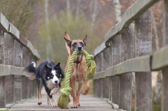 How to Wash Different Types of Dog Toys