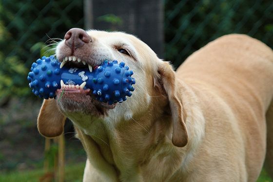 How to Wash Different Types of Dog Toys