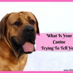 What Is Your Canine Trying To Tell You? Dog Body Language Revealed