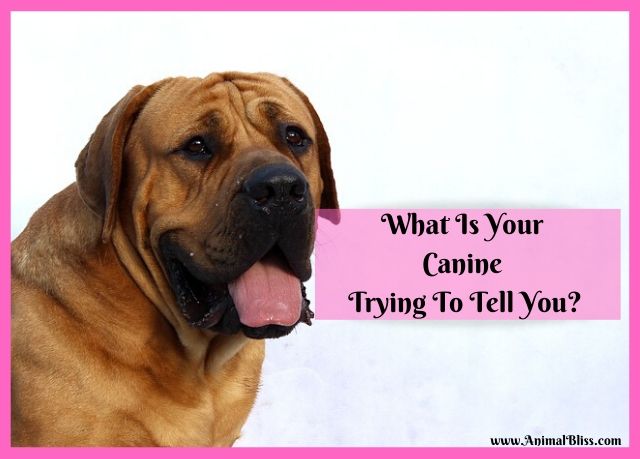 What Is Your Canine Trying To Tell You? Dog Body Language Revealed