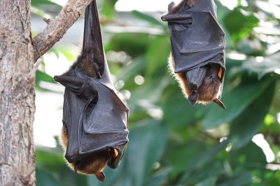 Invite Beneficial Bats To Patrol Your Garden