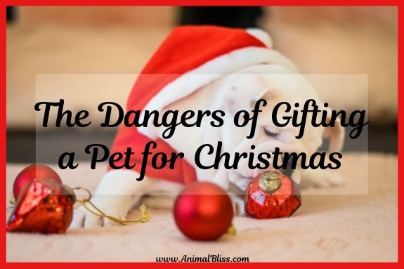 The Dangers of Gifting a Pet for Christmas