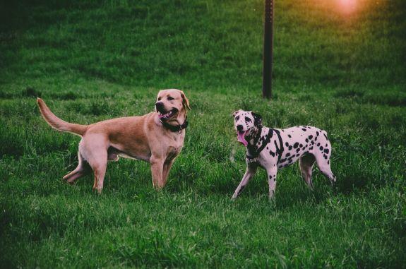 Planning Your First Trip to the Dog Park