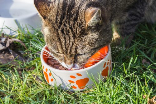 Making Your Own Cat Food: The Complete Guide