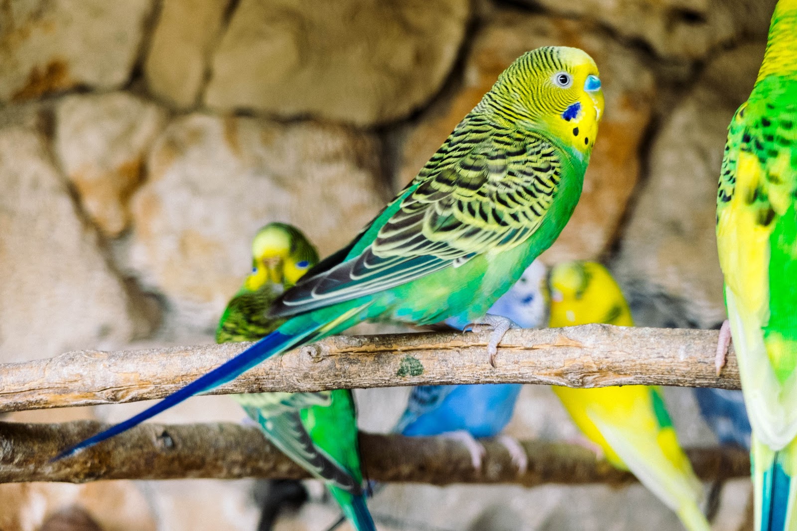 The Biggest Mistakes Wavy Parrot Owners Make Animal Bliss