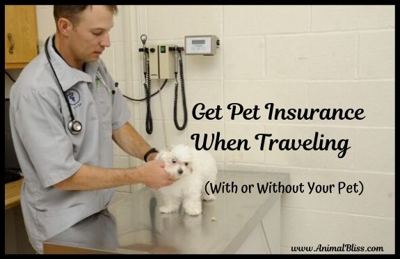 Get Pet Insurance When Traveling With or Without Your Pet