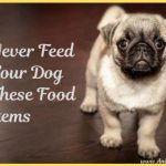 Never Feed Your Dog These Food Items [Infographic]