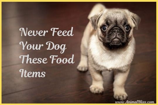 Never Feed Your Dog These Food Items [Infographics]