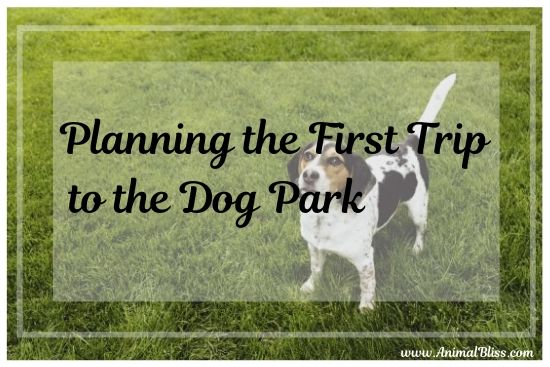 Planning Your First Trip to the Dog Park