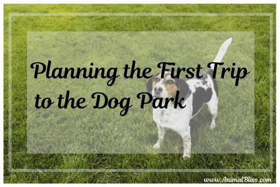 Planning the First Trip to the Dog Park