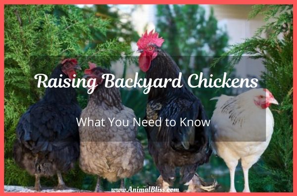 Raising Backyard Chickens - What You Need to Know