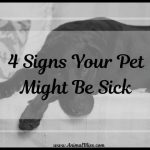 4 Signs Your Pet Might Be Sick – What to do about it