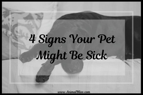 4 Signs Your Pet Might Be Sick