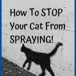 How To Stop Your Cat From Spraying Inside the Home