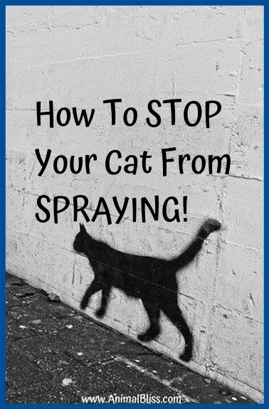 How to Stop Your Cat From Spraying Inside the Home