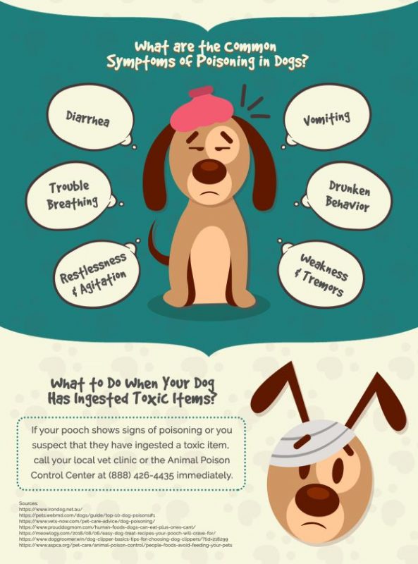 Never Feed Your Dog These Food Items [Infographics]