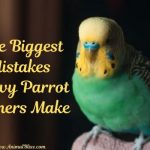 Biggest Mistakes Wavy Parrot Owners Make