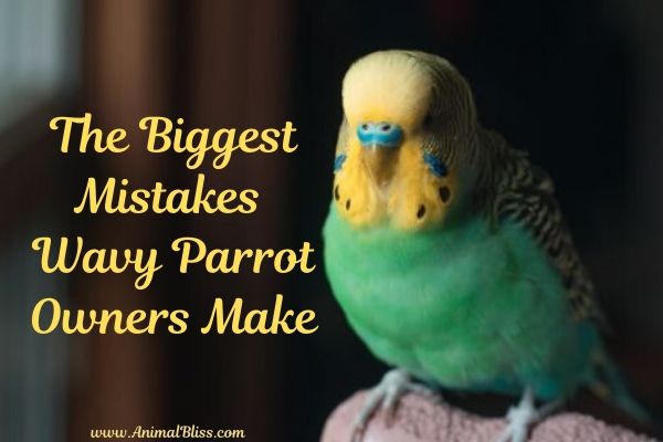 Biggest Mistakes Wavy Parrot Owners Make