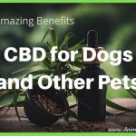 8 Amazing Benefits of CBD for Dogs and Other Pets