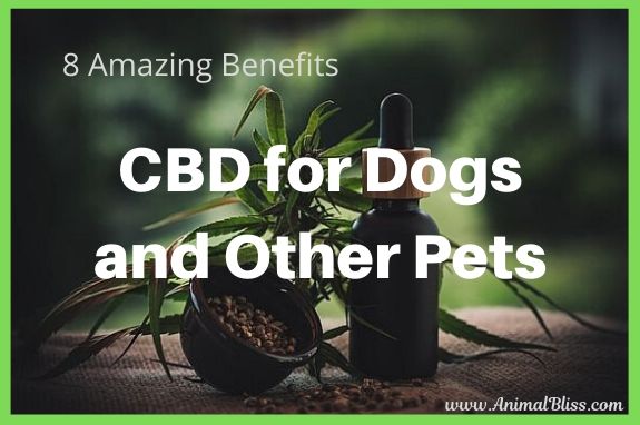 8 Amazing Benefits of CBD for Dogs and Other Pets