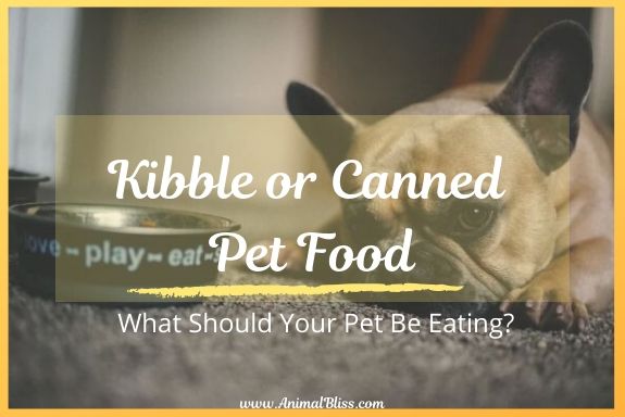 Kibble or Canned Pet Food? What Should Your Pet Be Eating?