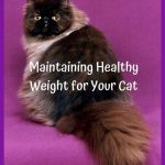 4 Tips for Maintaining Healthy Weight for Your Cat