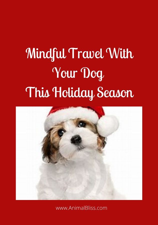 Mindful Travel With Your Dog This Holiday Season