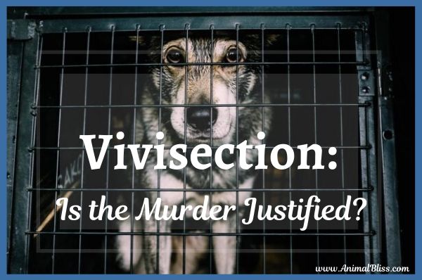 Vivisection: Is the Murder of Animals Justified?