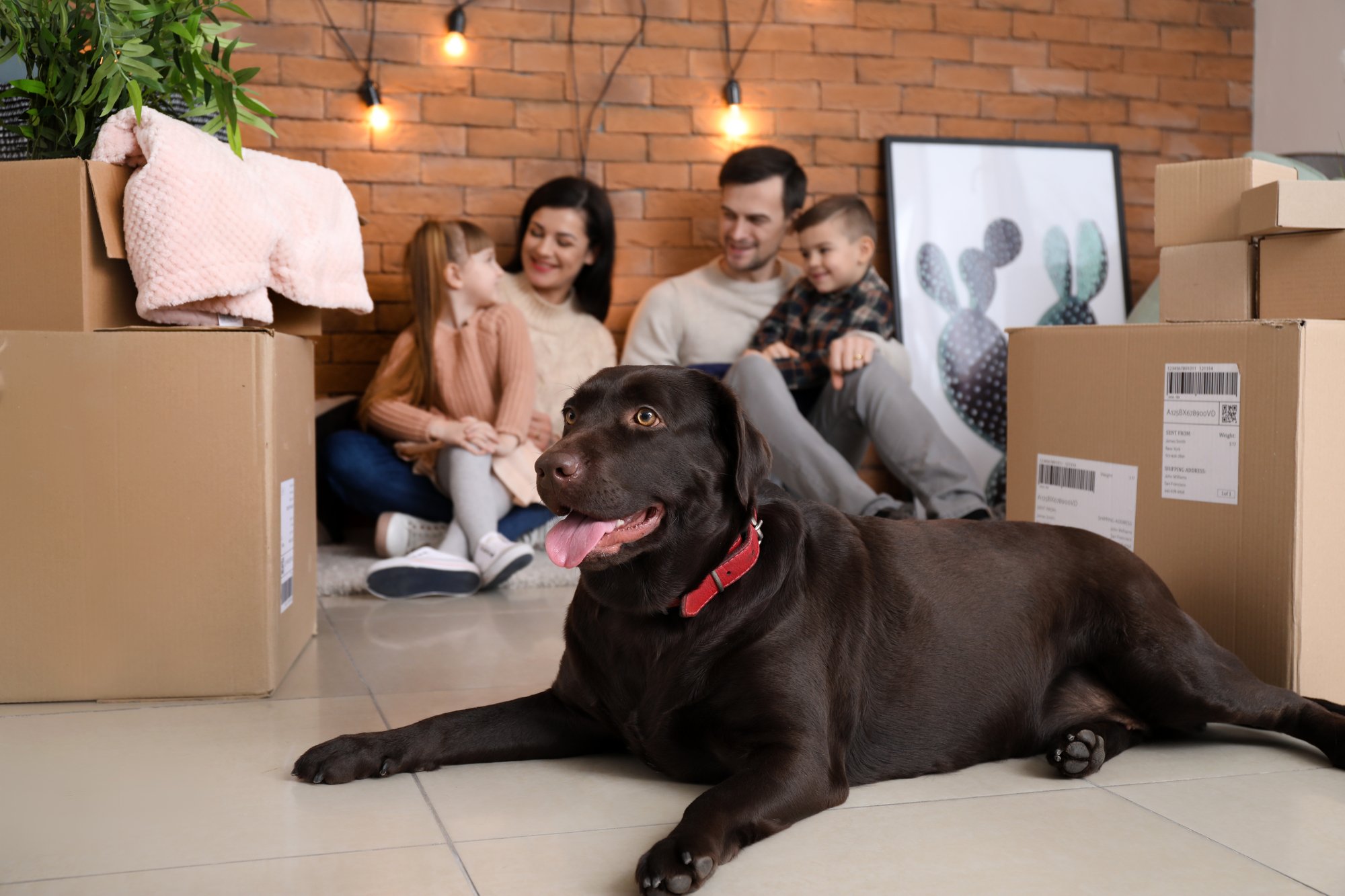 Packing with a dog