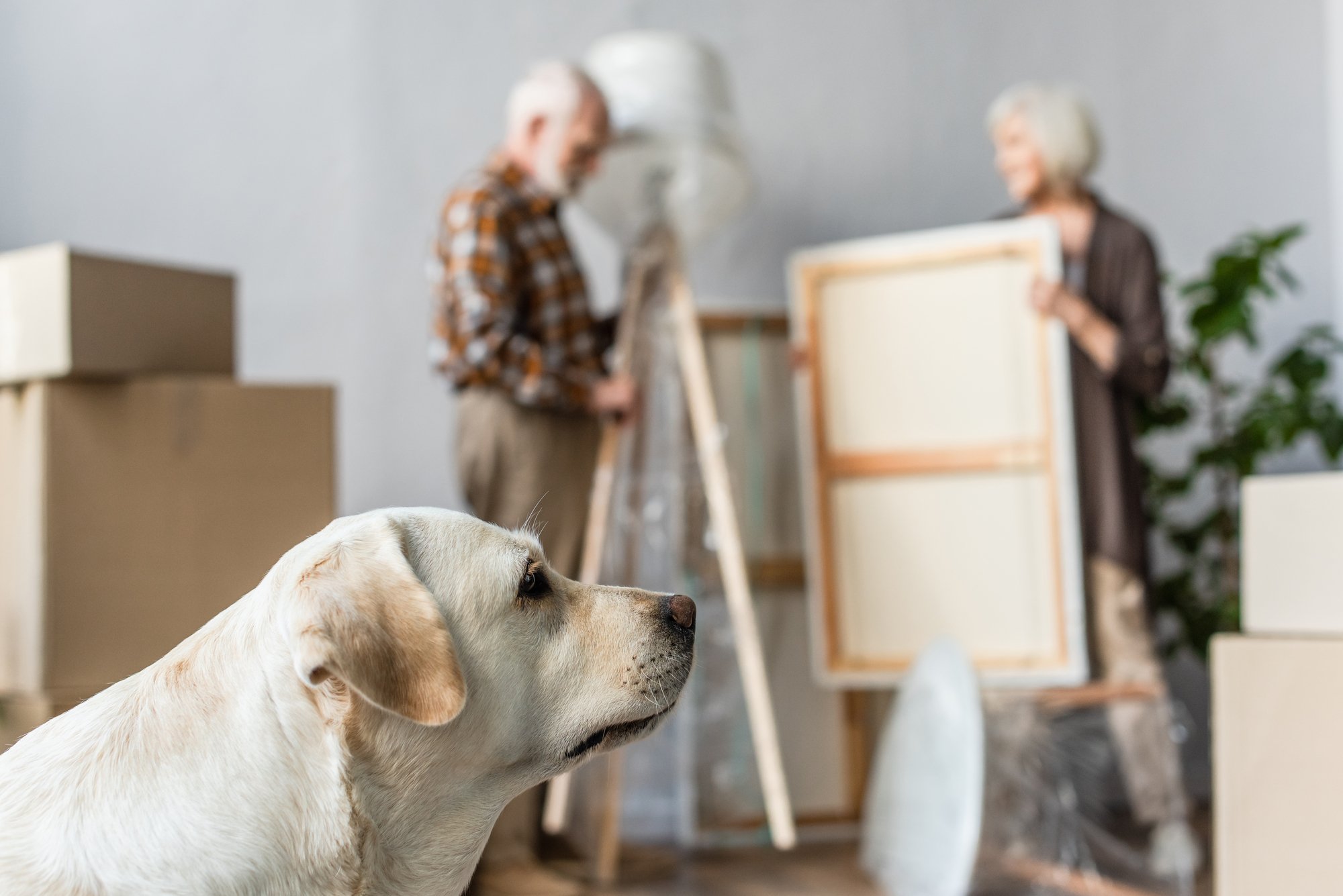 Dog moving anxiety