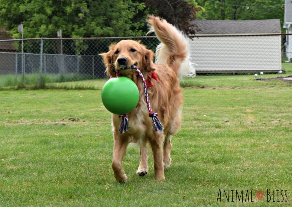 Finding the perfect dog backyard