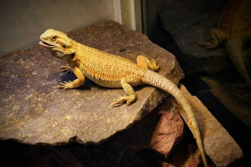 Are Bearded Dragons Nocturnal