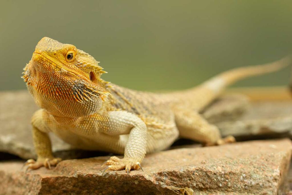 How Much Does A Bearded Dragon Cost?