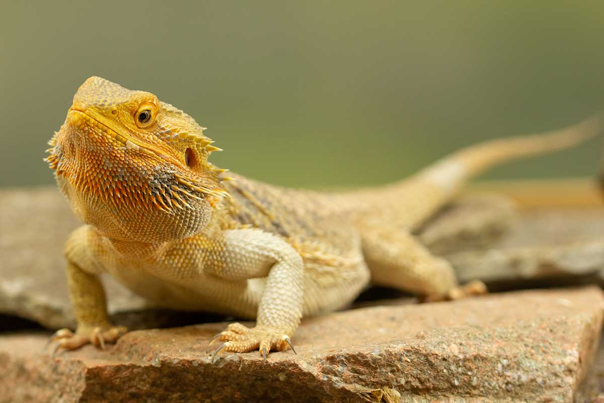 How much does a bearded dragon cost