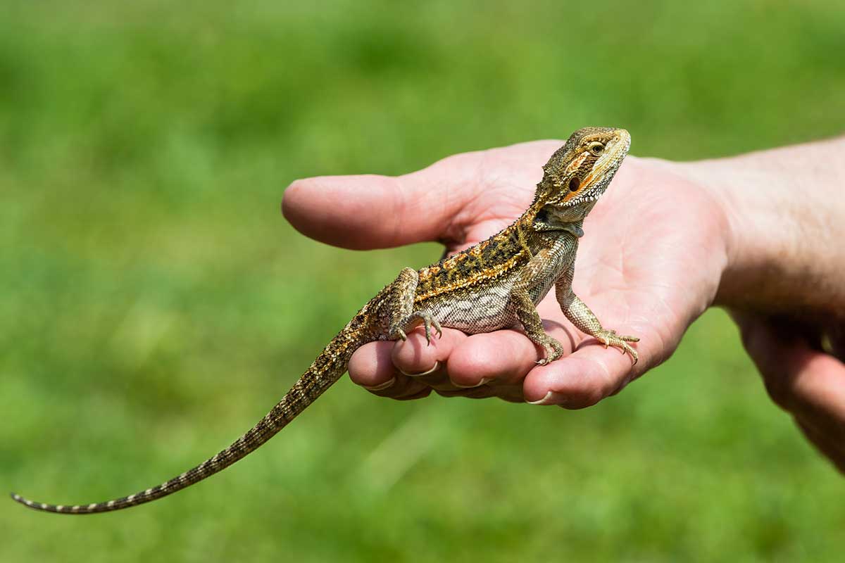 How old is my bearded dragon