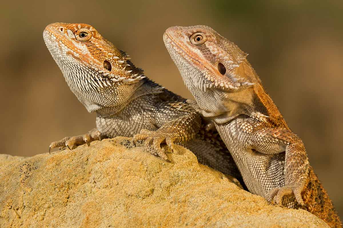 How to tell the gender of a bearded dragon