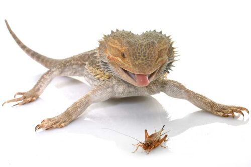 how often to feed a bearded dragon