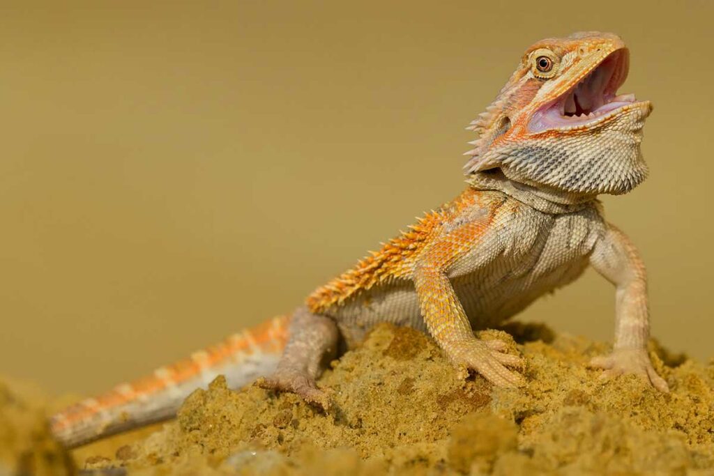 6 Reasons Why Bearded Dragons Open Their Mouth