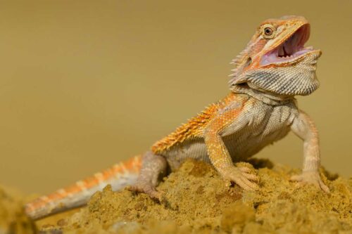 why do bearded dragons open their mouths