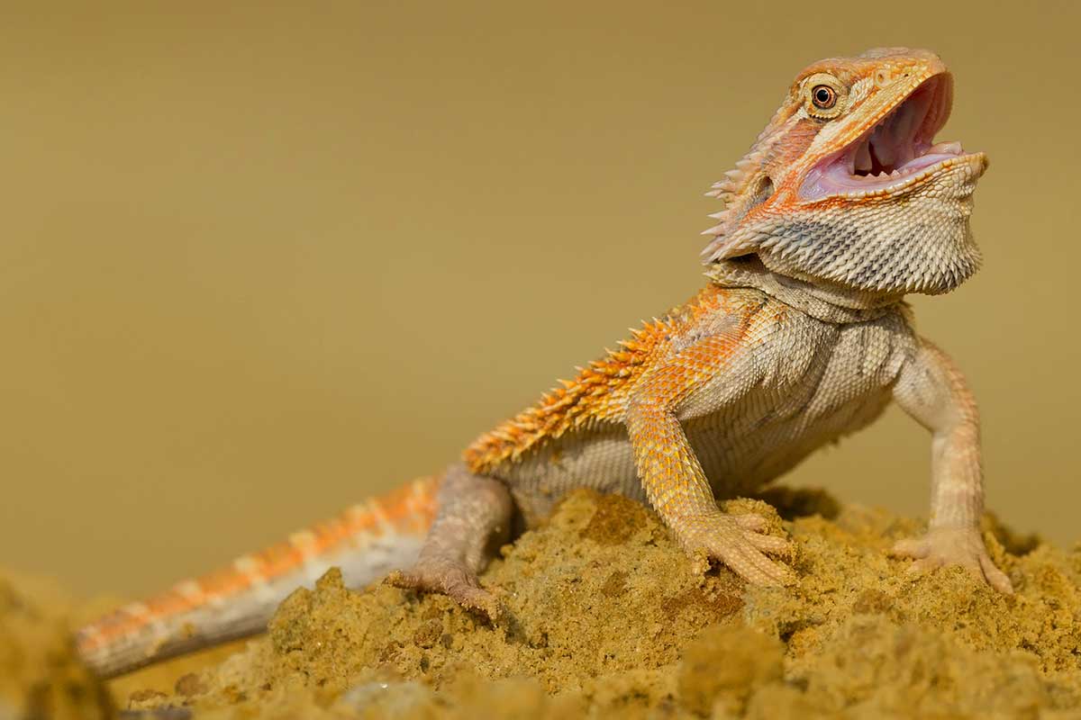 https://www.animalbliss.com/wp-content/uploads/2023/05/why-do-bearded-dragons-open-their-mouths.jpg