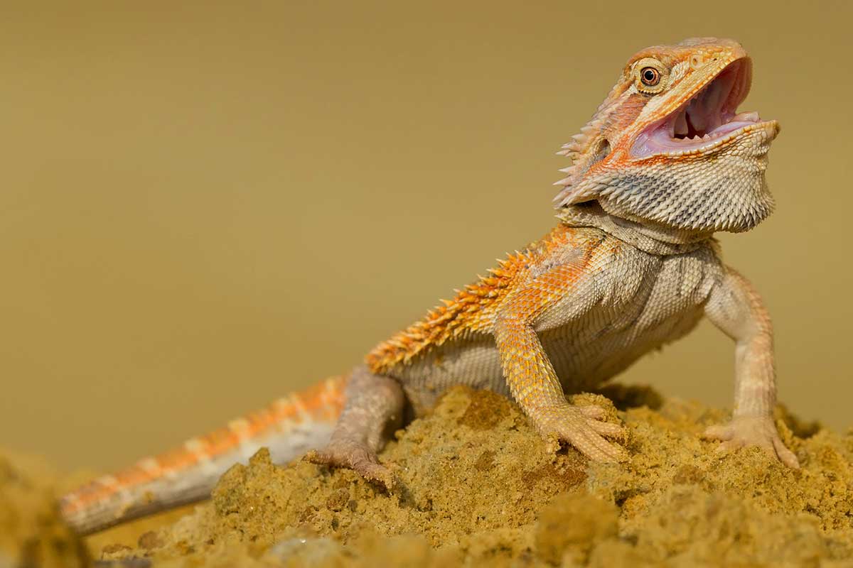Bearded dragon opening and closing mouth