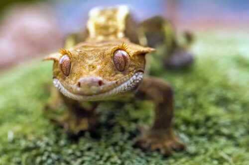 How Often Do Crested Geckos Shed