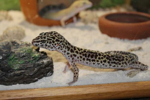 How big of a tank does a leopard gecko need