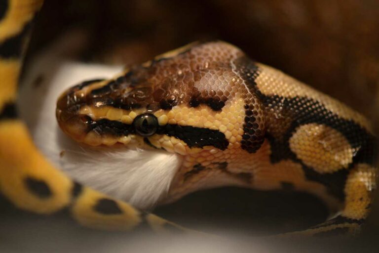 How Often To Feed Your Ball Python & What To Give Them