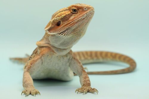 How to cut bearded dragon nails