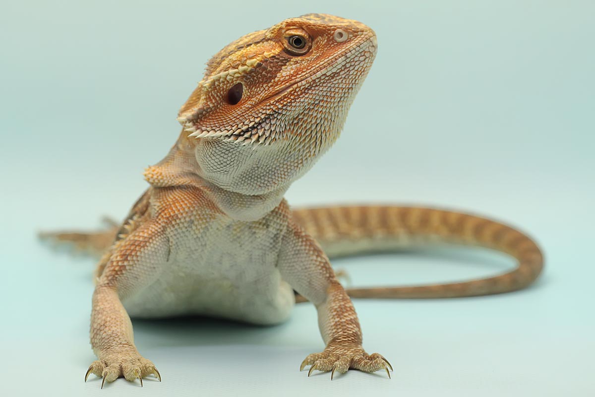 What you need to know before getting a bearded dragon