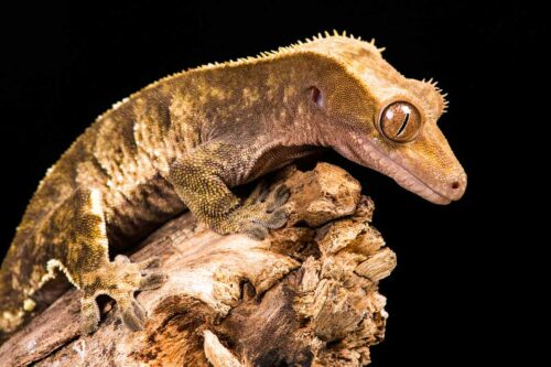 What fruit can crested geckos eat?