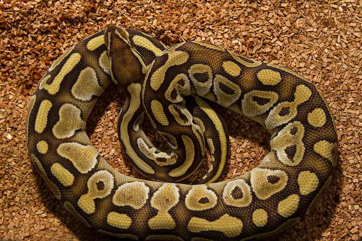 how long to pythons live