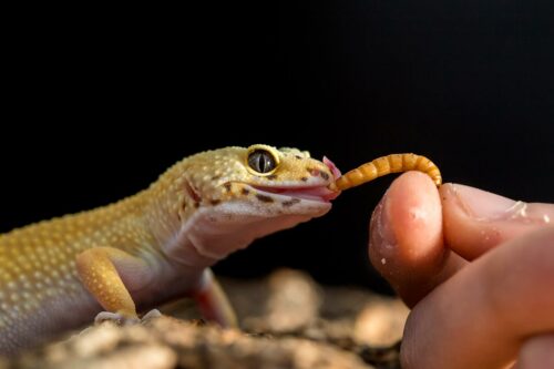 how often do you feed a leopard gecko